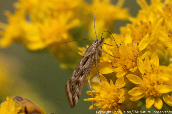 Moths of various species were numerous, but wary, quick, and thus difficult to photograph.