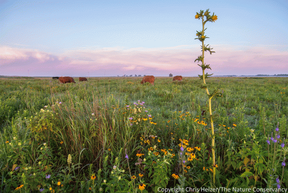 This is the same restored prairie as shown above, but in a diffrent yet