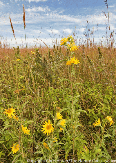 This is the same restored prairie as shown above, but the photo was taken several years ago during a year it wasn't being grazed. It will look like this again in a few years.