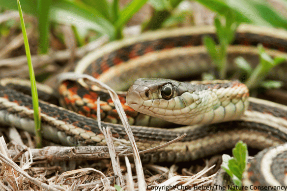 Snakes like this red-sided garter can be vulnerable to fires that occur during the growing season. However, dormant season fires can also be very damaging for insects and other species that overwinter in grass litter or in aboveground stems of plants.