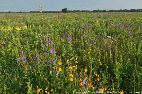 This 2013 photo shows a restored Platte River Prairie recovering from severe drought, fire, and intensive grazing from the previous year. Grasses are weak, but opportunistic forbs are prolific, including many that provide excellent resources for pollinators and lots of seeds for insects and wildlife.