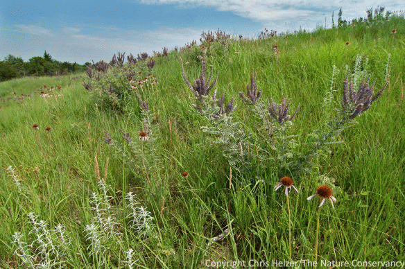 Mixed-grass prairie managed with periodic fire and intensive grazing. Gjerloff Prairie - Prairie Plains Resource Institute.