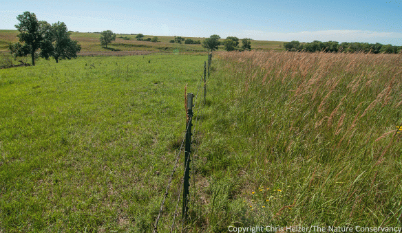 This fenceline photo from our family prairie was taken in September 2014. The pasture on the left had been grazed hard all season, while the one on the right had been largely rested for more than a year.