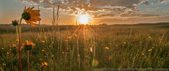 Restored sand prairie at The Nature Conservancy's Platte River Prairies, Nebraska. This prairie