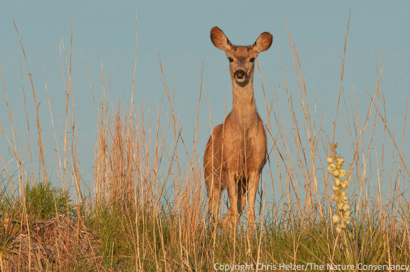 A very accommodating mule deer.