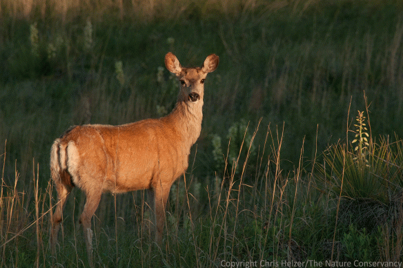 The same mule deer.