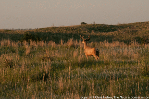 This is a more typical deer photo for me. I walked over the crest of a hill and came across this one. I ducked back down and switched lenses, but only managed one quick shot of the buck before it ran off.