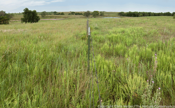 This is the same fenceline as shown above (just slightly uphill). The grasses on the left have recovered from the long intensive grazing in 2014 and are ready to be hit hard again next season. The ragweed on the right is enjoying a good year after that area was grazed intensively for most of 2015.