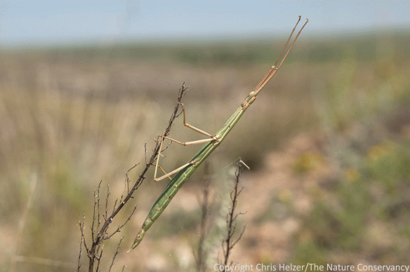 Although not extremely obvious, this stick insect (walking stick) is more visible than it usually is because I put it on this plant so I could photograph it. Garden County, Nebraska.