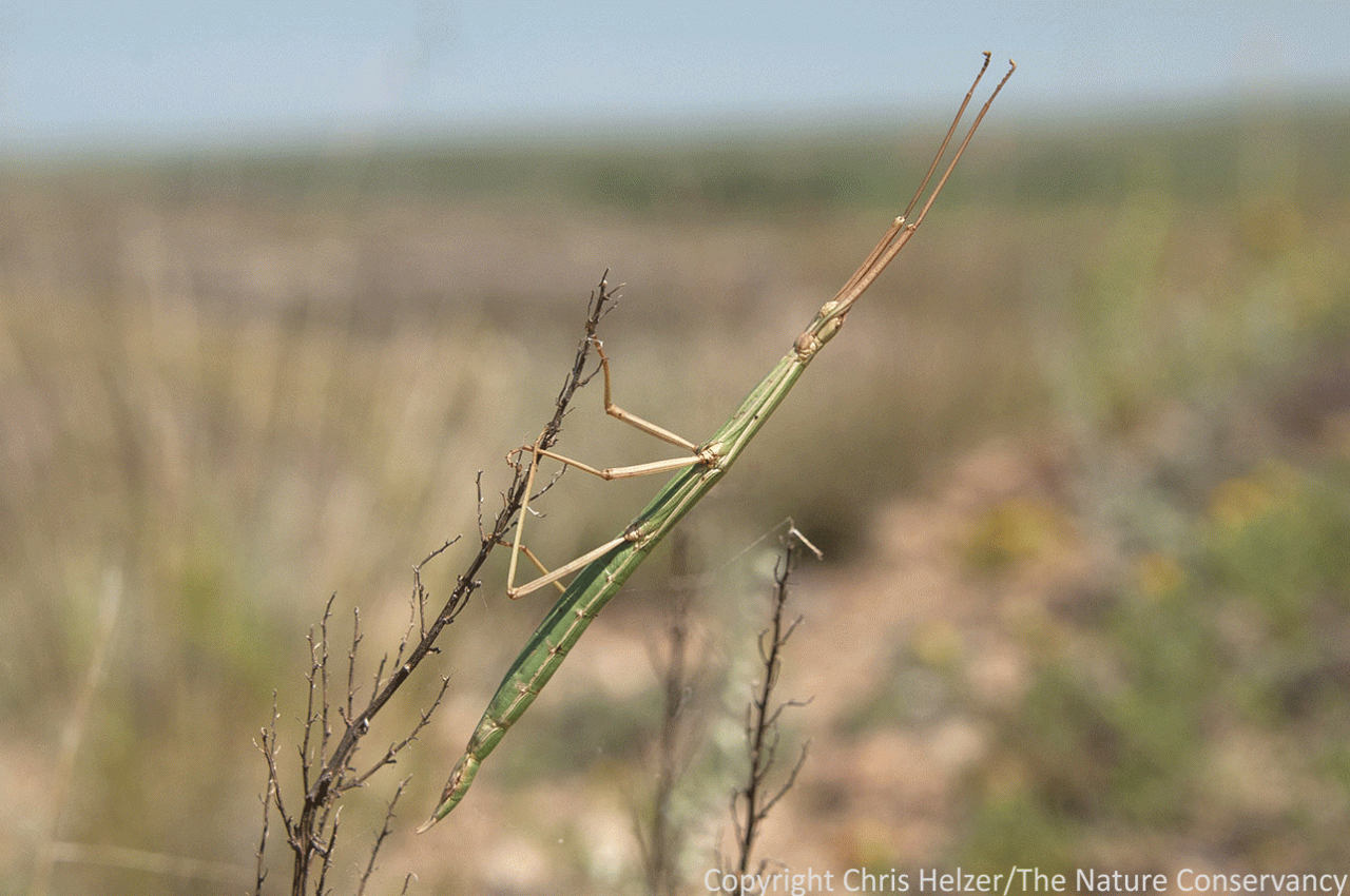 The Enigmatic Stick Insect | The Prairie Ecologist