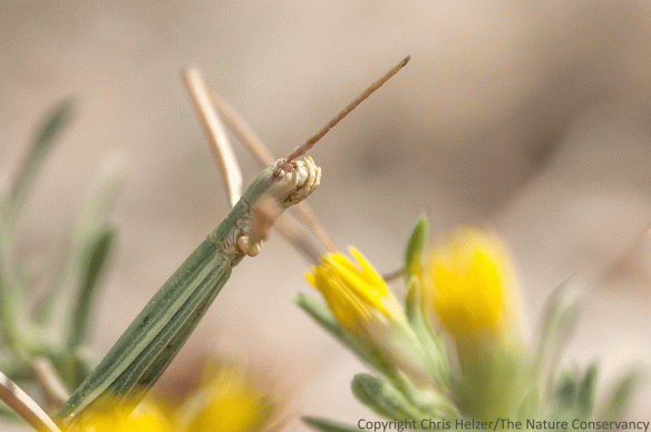 A close up of the head of the stick insect, showing the palps around the mouthparts that I assume help to maneuver leaves into position to be eaten. 