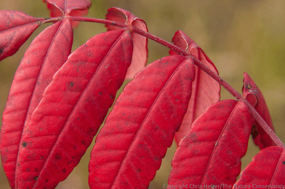 Smooth sumac