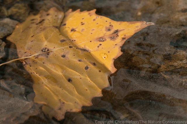 The same leaf. Different angle.