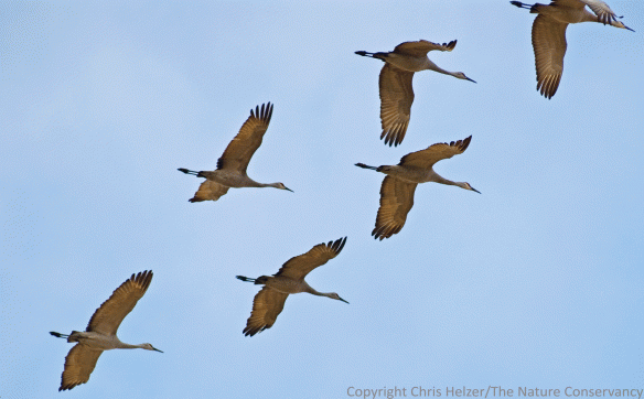 Sandhill cranes.
