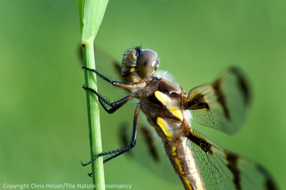 Dragonfly in Pawnee County, Nebraska