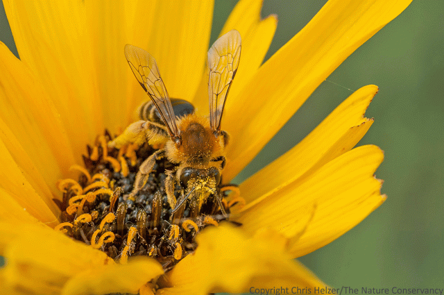 We've had several research projects look at native bees in our prairies. Mike Arduser, Anne Stine (Hubbard Fellow), Bethany Teeter, and Shelly Wiggam Rickets have all helped us compare restored and remnant prairies. So far, we've found over 72 species and the vast majority have been in both remnant and restored prairie.
