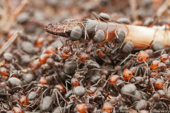 Data from James Trager and Kristine Nemec has helped us compare ant species composition in restored versus restored prairies along the Platte River. So far, we've documented 30 species and only one has been found exclusively in remnant prairie (and, again, it's likely to be a sample size issue).