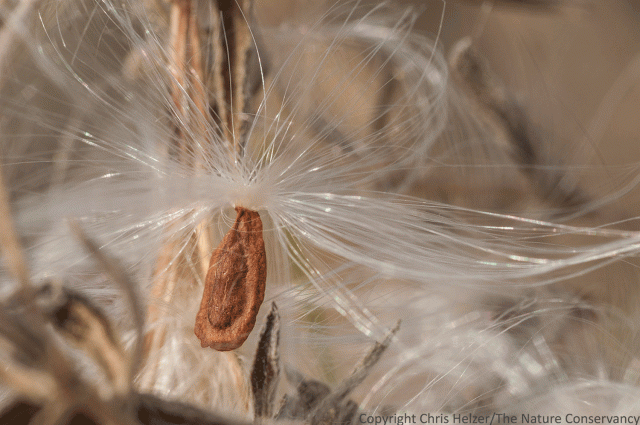 Whorled milkweed