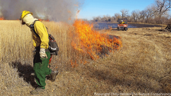 Here, Eric, our other Hubbard Fellow, ignites the head fire, which runs quickly with a tailwind until it is stopped by the backing fire and blackened area at the far end of the unit. 