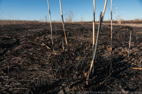 Big bluestem skeletons