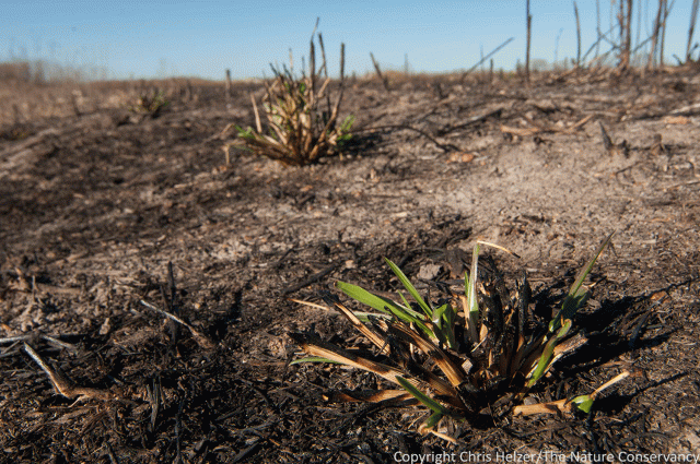 Some grasses and sedges