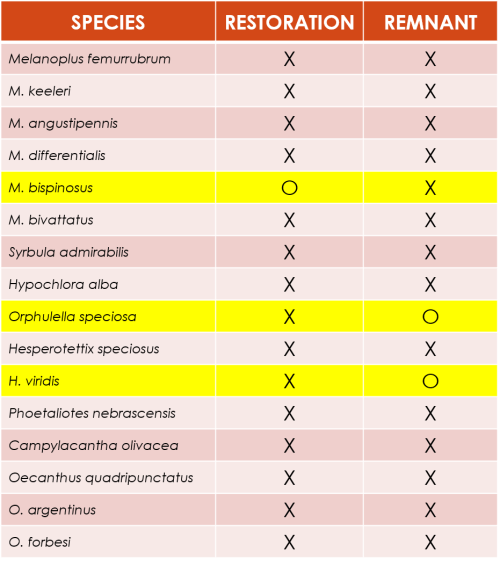 Dillon Blankenship, a Hubbard Fellow, compared grasshopper, katydid, and tree cricket communities on three pairs of remnant/restored prairies back in 2014. Almost all species were present in both restored and remnant habitats. In the three species that weren't, only one or a very few individuals were found, so it's likely just a sample size issue.