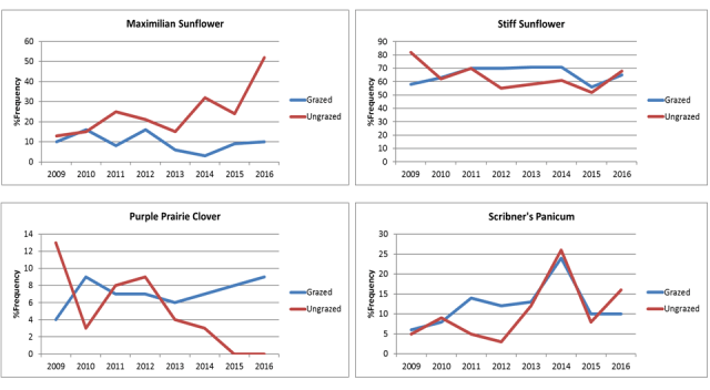 I've collected more than 15 years of data showing that plant diversity and the frequency of occurrence of prairie plant species has remained stable through time. These four graphs show four species in one restored prairie where we're comparing fire/grazing management to fire only management.