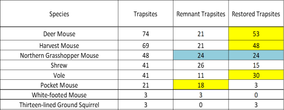 Master Naturalist Mike Schrad and Hubbard Fellow Jasmine Cutter have both helped us compare small mammal populations between restored and remnant prairies. This table shows some of Jasmine's data from one site. In general, we're finding that the same species are in both restored and remnant prairies, but the relative abundance of those species is often different - with some apparently favoring remnant habitat and others favoring restored areas.