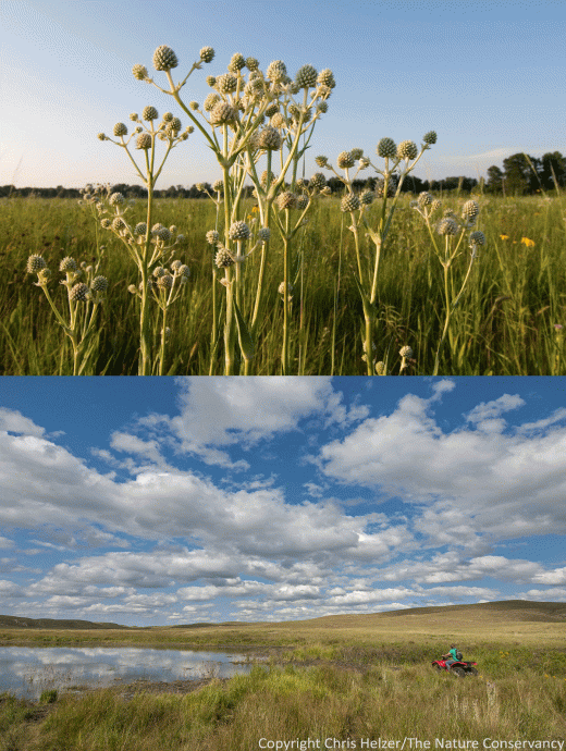 For some, the beauty found in small prairie patches is sufficiently captivating. For others, however, a sweeping landscape of prairie