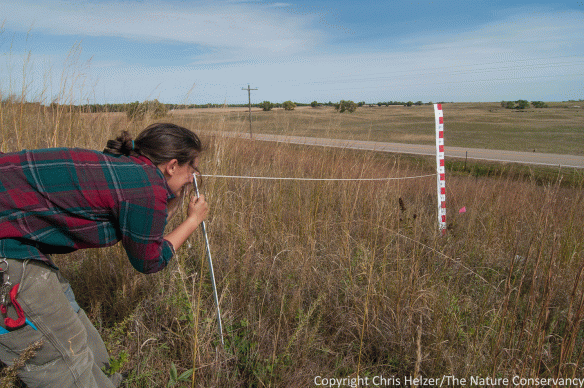 Jasmine Cutter collects data on vegetation structure as part of a small mammal research project. The Nature Conservancy's Platte River Prairies.