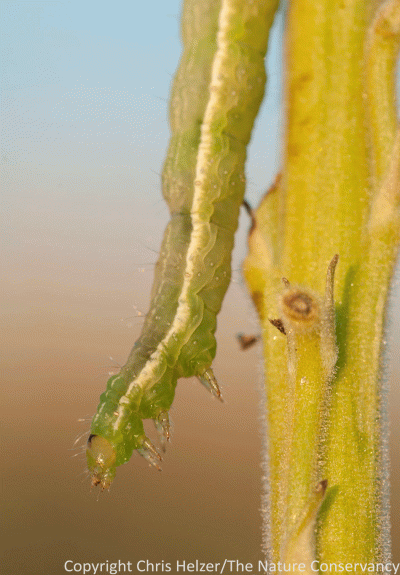 An apparent larkspur flower feeder...