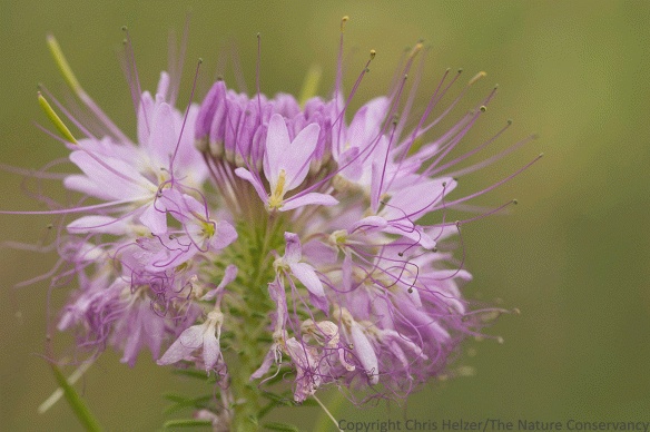 Rocky mountain bee plant in the Nebraska Sandhills.