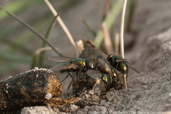 Flies on prairie dog poop.  The Nature Conservancy's Niobrara Valley Preserve, Nebraska.