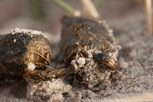 A beetle on prairie dog poop.  The Nature Conservancy's Niobrara Valley Preserve, Nebraska.
