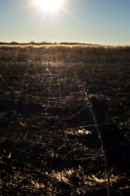 This was a typical amount of webbing that had been constructed on each of the thousands of plants across the section of the burn.