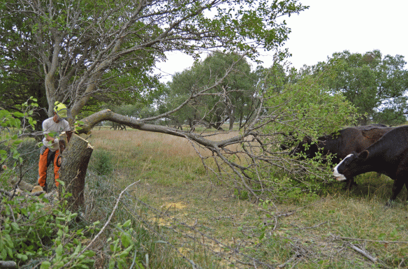 The author cuts down a tree in a prairie, simultaneously providing a treat for cattle at the same site. Photo by Katharine Hogan.