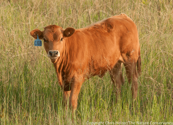 Simply getting rid of cattle altogether is probably not a great strategy for conservation. Plus, how could you get rid of something this cute?