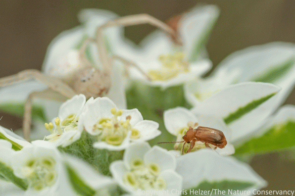 A small beetle feeds on pollen, seemingly unaware of the camouflaged danger lurking nearby (crab spider).