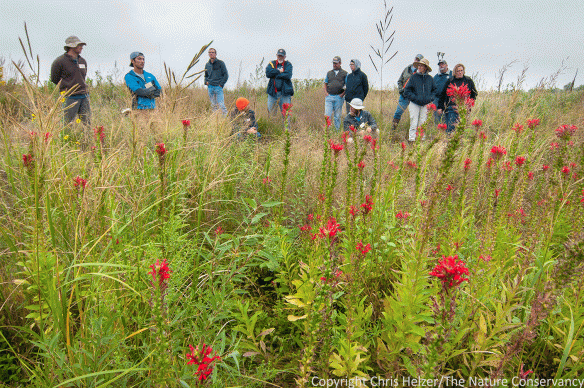 A discussion in front of cardinal flower and a restored wetland during the 2016 Grassland Restoration Network at The Nature Conservancy's Platte River Prairies.