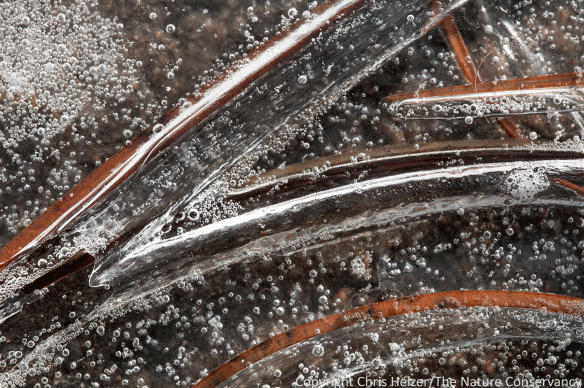 Frozen wetland plants and bubbles near the edge of a frozen, but melting wetland.