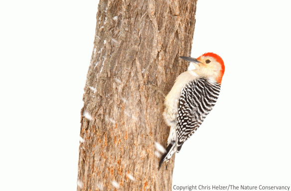 A red-bellied woodpecker in a snowstorm in eastern Nebraska.