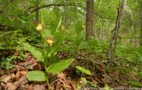 Yellow lady's slipper (Cypripedium parviflorum) in oak woodland at the Rulo Bluffs Preserve in southeastern Nebraska.