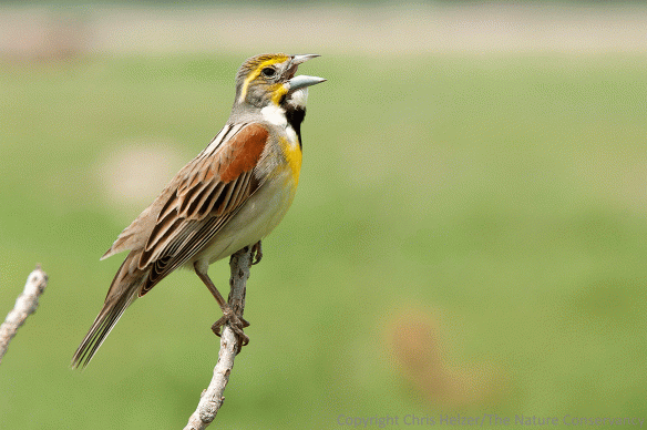 A male dickcissel sings its territorial song at The Nature Conservancy's Platte River Prairies.
