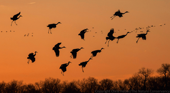 Sandhill cranes float gently to their overnight roost on the Platte River.
