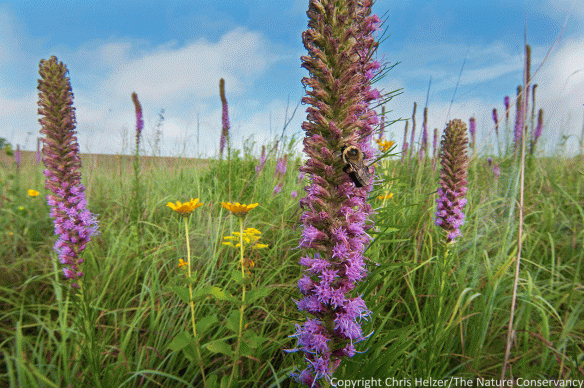 A bumblebee rests on a lanceleaf blazing star (Liatris lancifolia) in restored tallgrass prairie at Spring Creek Prairie near Lincoln.
