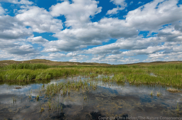 Reflections of sky in a Sandhills wetland and meadow.