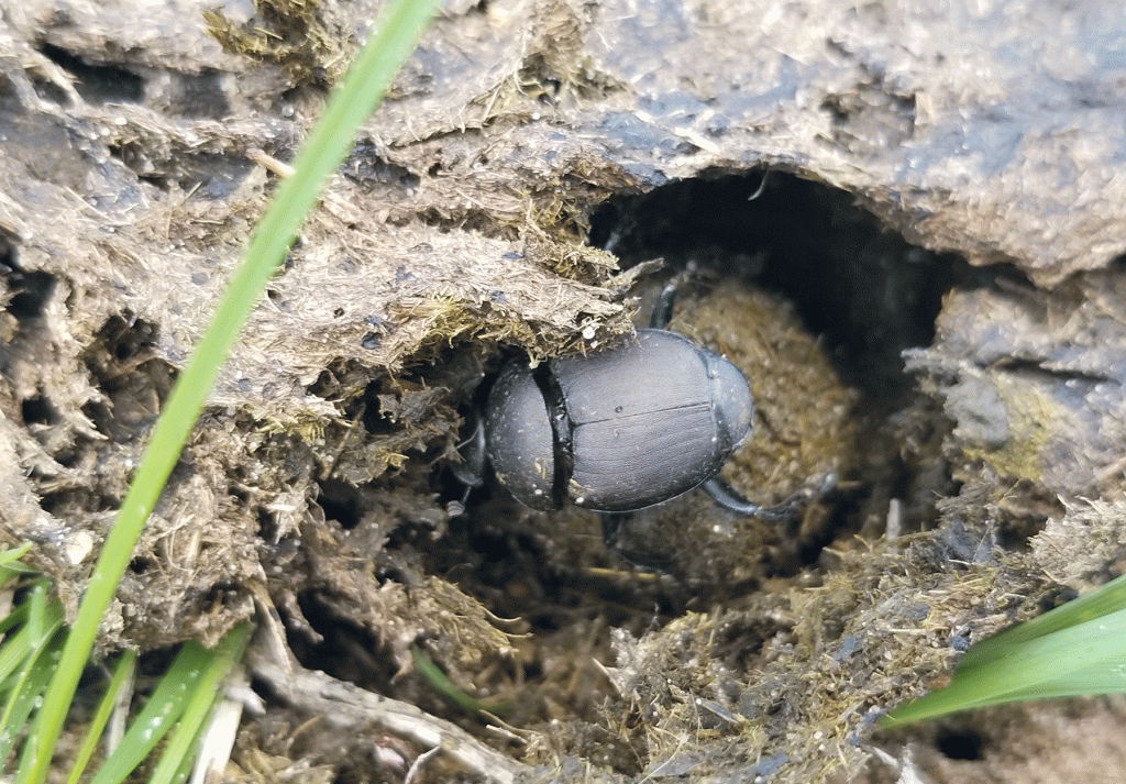 Dumding Insect Hubbard Fellowship Blog – Olivia Contemplates Poop | The Prairie Ecologist