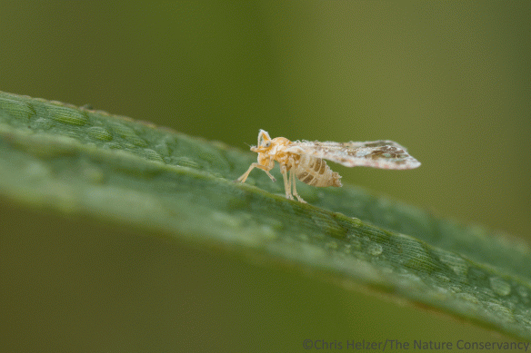 Prairie Insects | The Prairie Ecologist