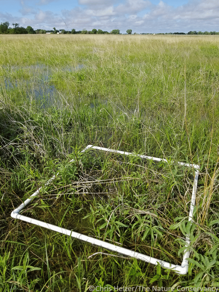 Underwater Prairie | The Prairie Ecologist