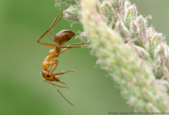 An Easy Guide to Insect Identification | The Prairie Ecologist